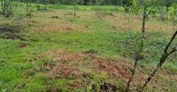 Terreno Próximo a Pedra Selada Terreno Próximo a Pedra Selada