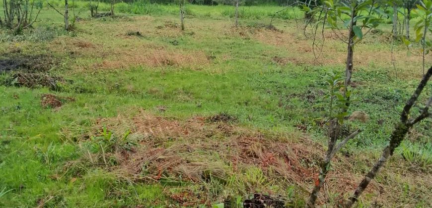 Terreno Próximo a Pedra Selada Terreno Próximo a Pedra Selada