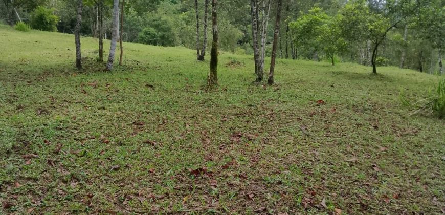 Terreno Próximo a Pedra Selada Terreno Próximo a Pedra Selada