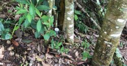 Terreno no Vale das Cruzes