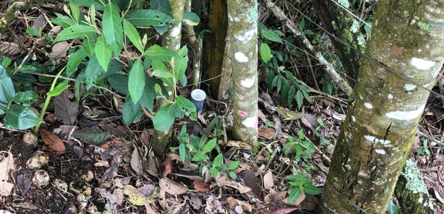 Terreno no Vale das Cruzes