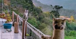 Sítio no Vale das Cruzes