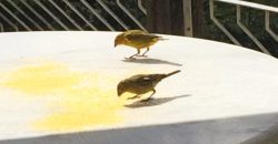 Sítio no Vale das Cruzes