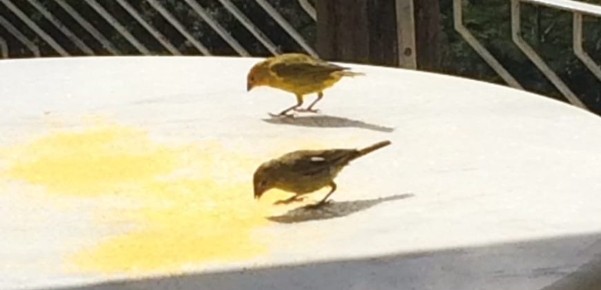 Sítio no Vale das Cruzes